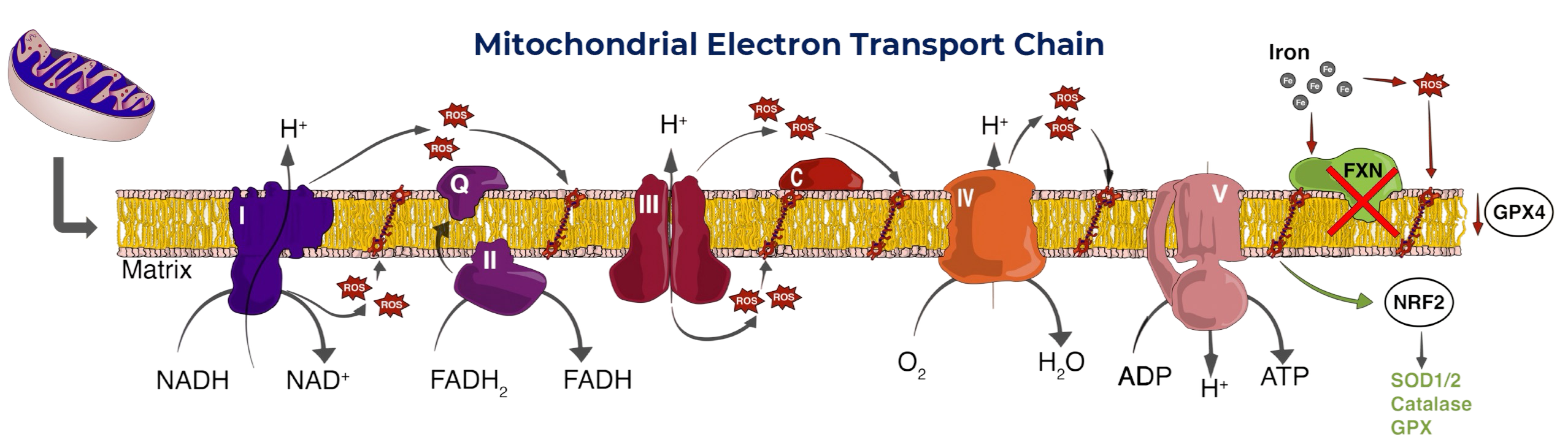 Mitochondrial electron transport chain: Complexes I to V, with frataxin (FXN) and where ATI-105 acts