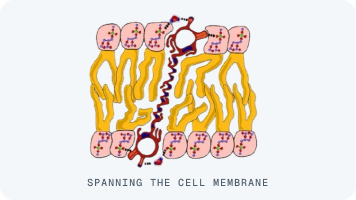 Astaxanthin spanning the cell membrane